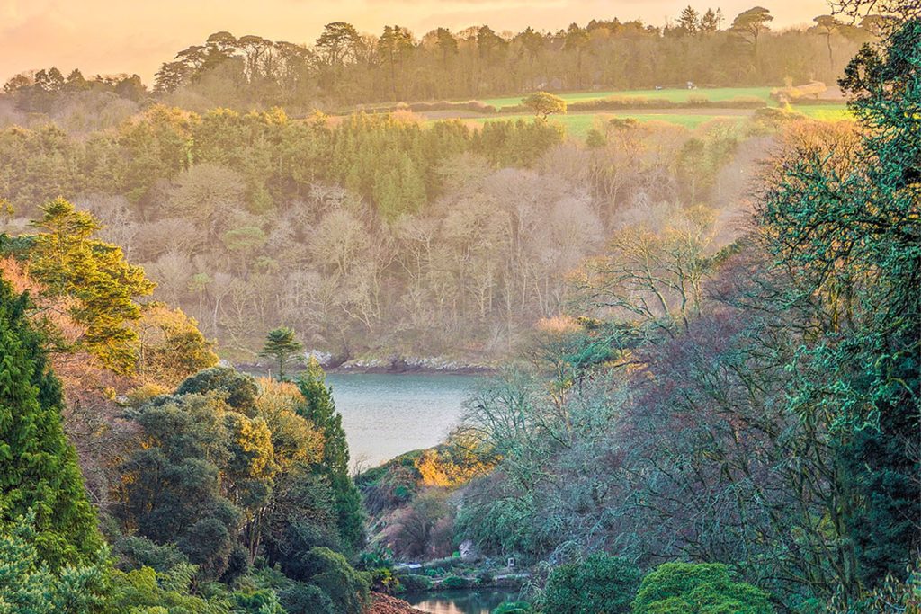 Trebah Garden in January