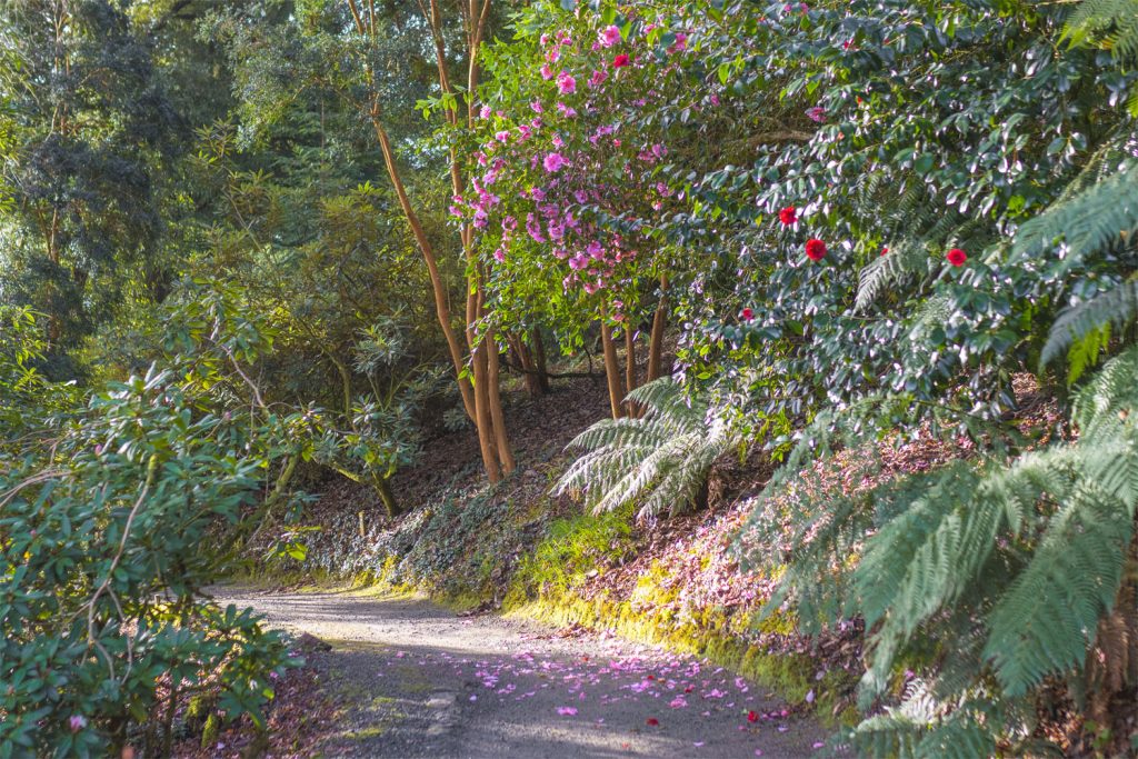 Trebah Garden in February