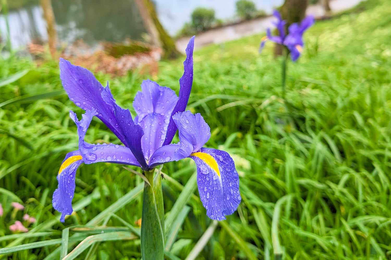 Trebah Garden in April