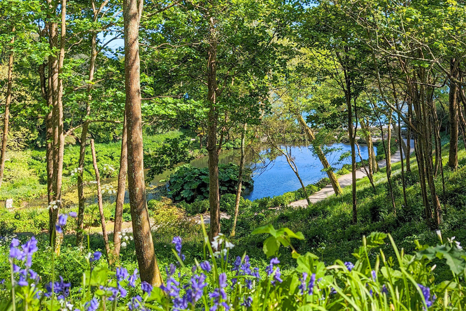 Trebah Garden in May