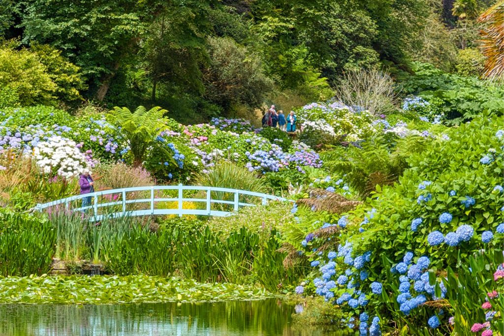 Trebah Garden in July