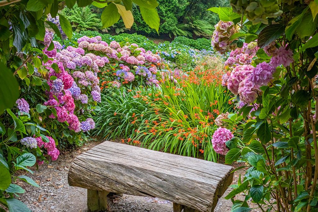 Trebah Garden in August