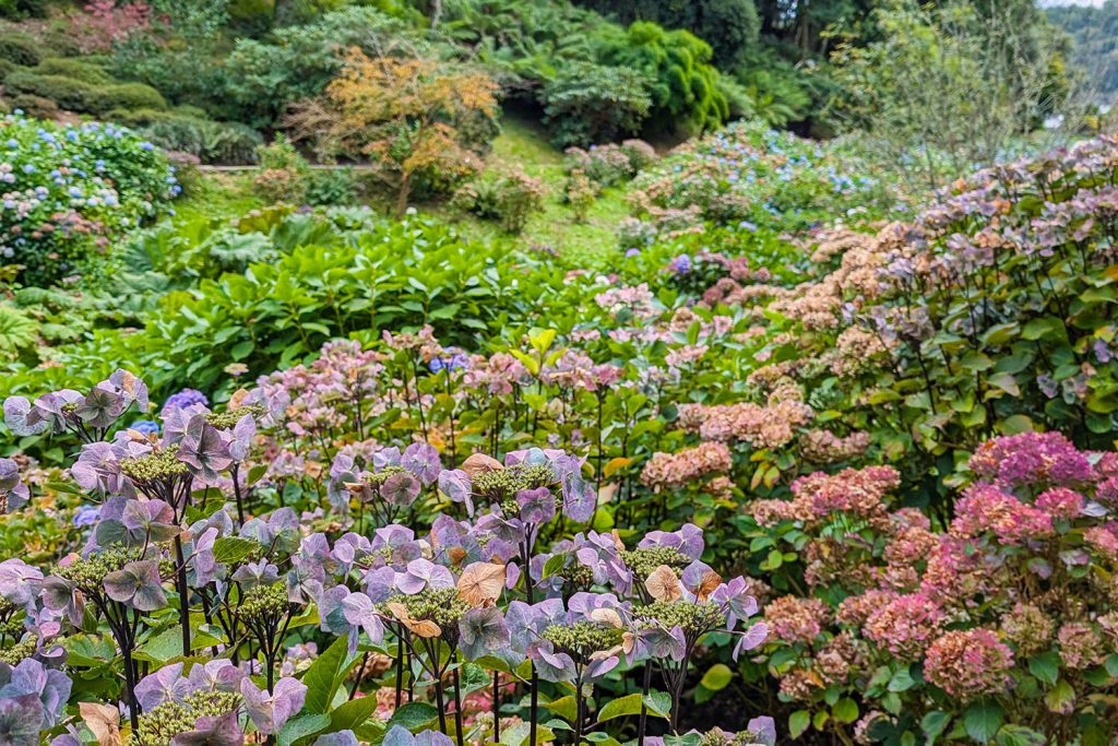 Trebah Garden in October