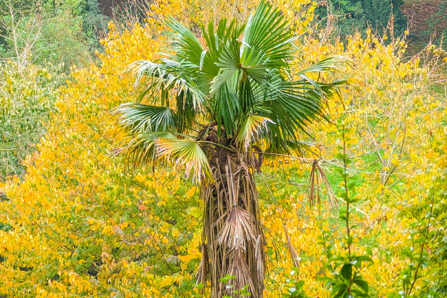 Trebah Garden in November