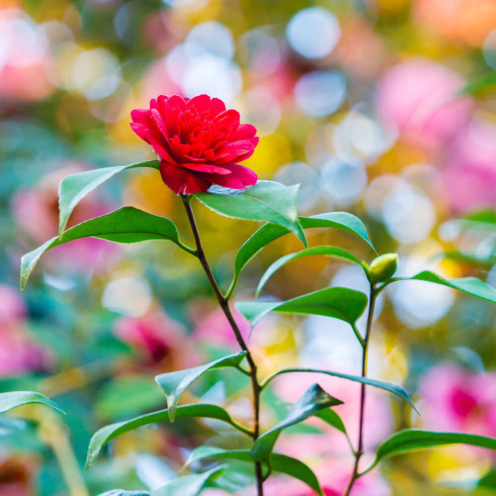 Camellia japonica 'Mark Alan'