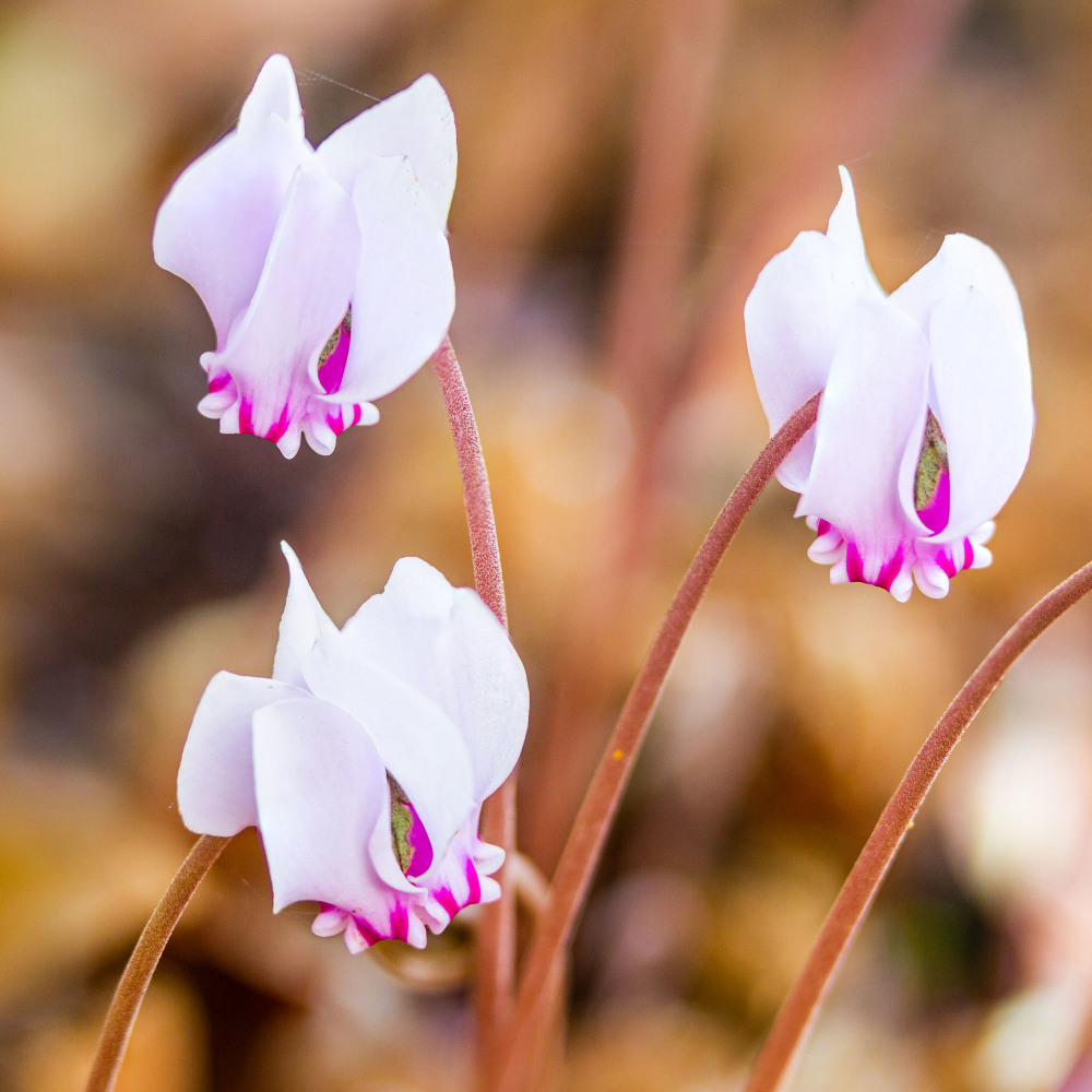 Cyclamen hederifolium