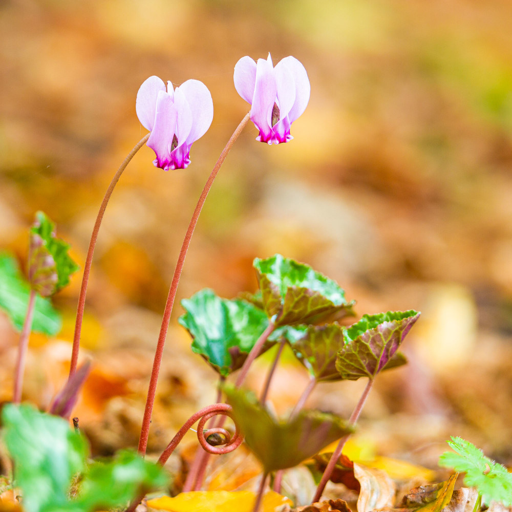 Cyclamen hederifolium