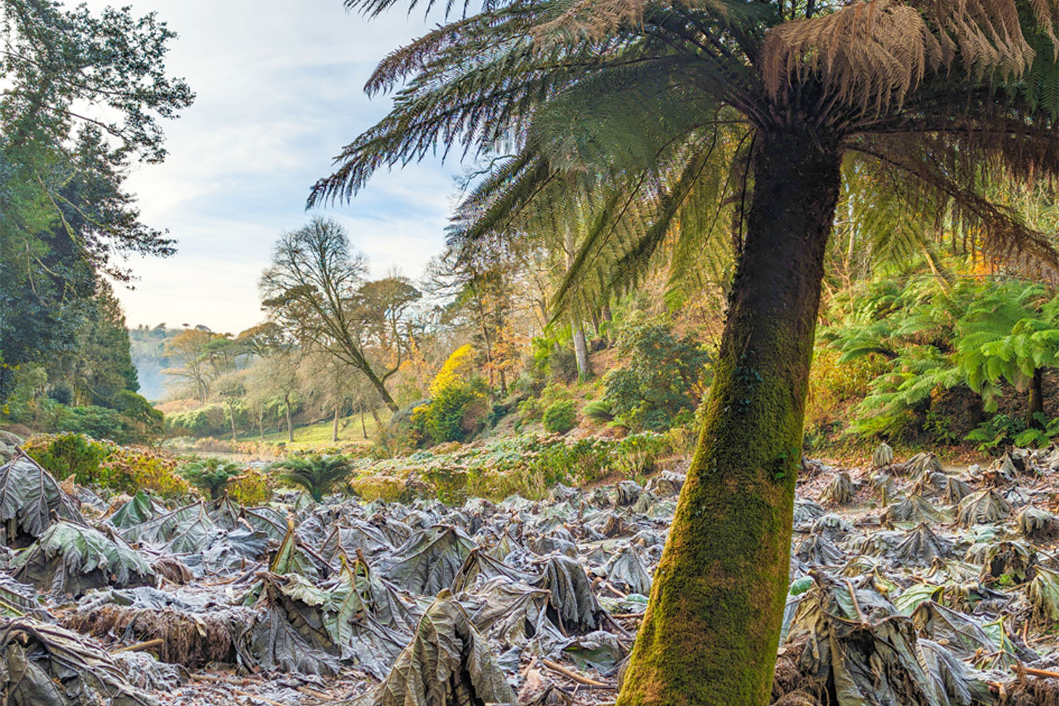 Trebah Garden in December
