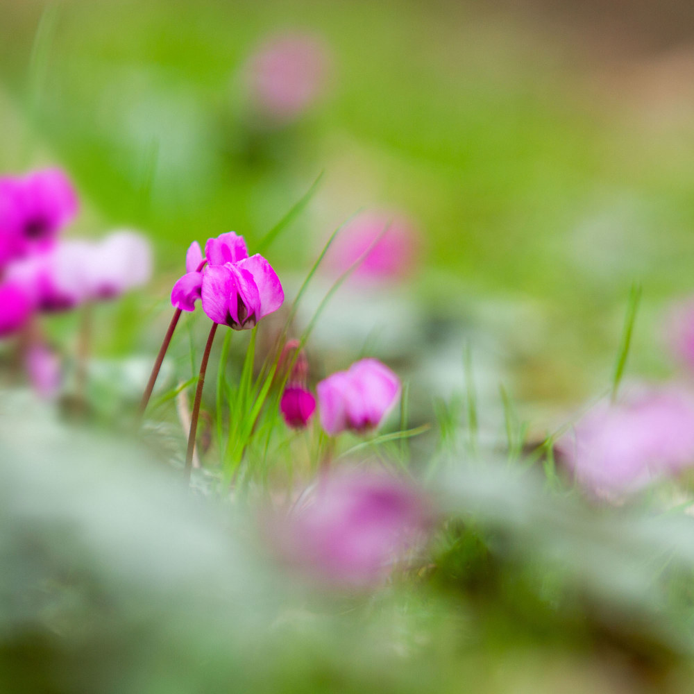 Cyclamen coum