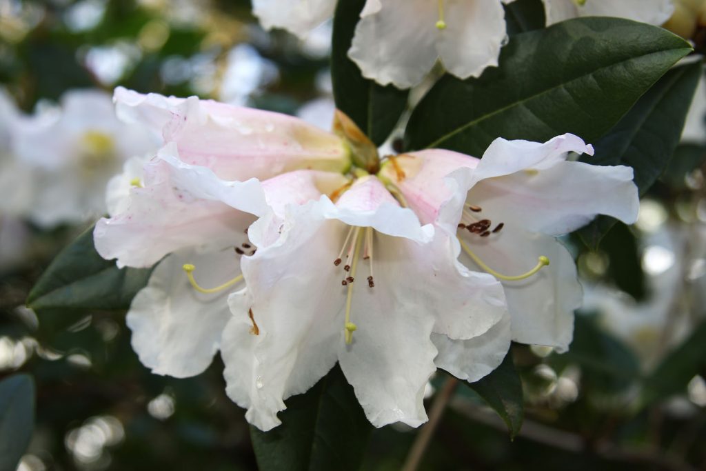 White rhododendron flowers