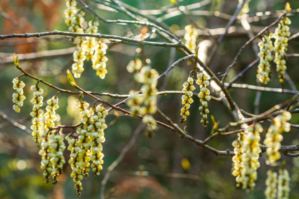 stachyurus praecox