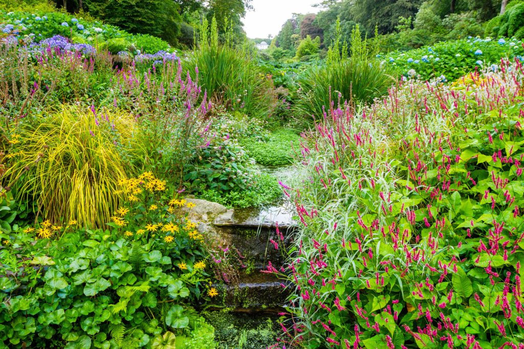 Plants in flower in the middle of the valley at trebah