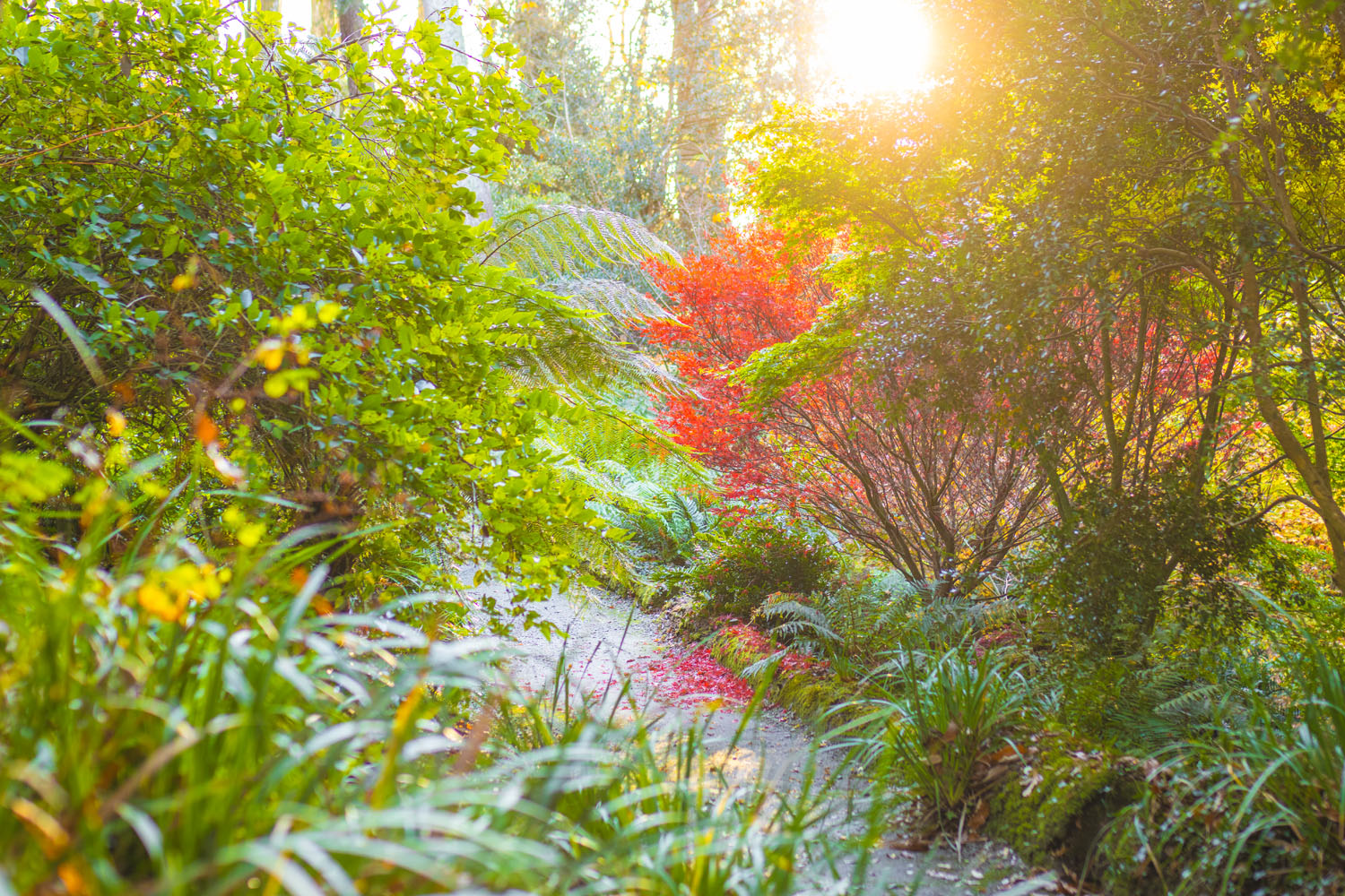 Autumn scene at trebah garden