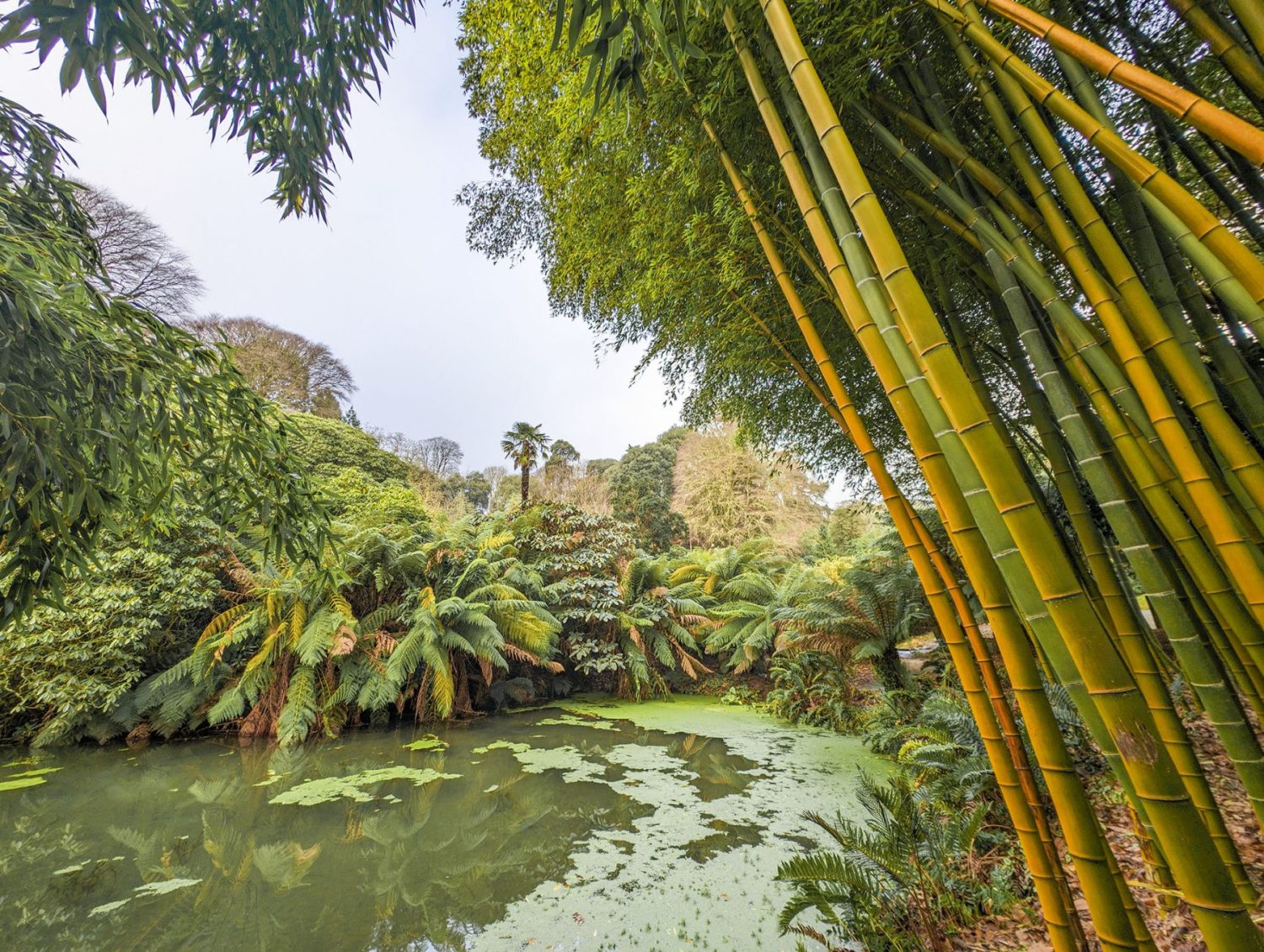 Azolla pool in winter