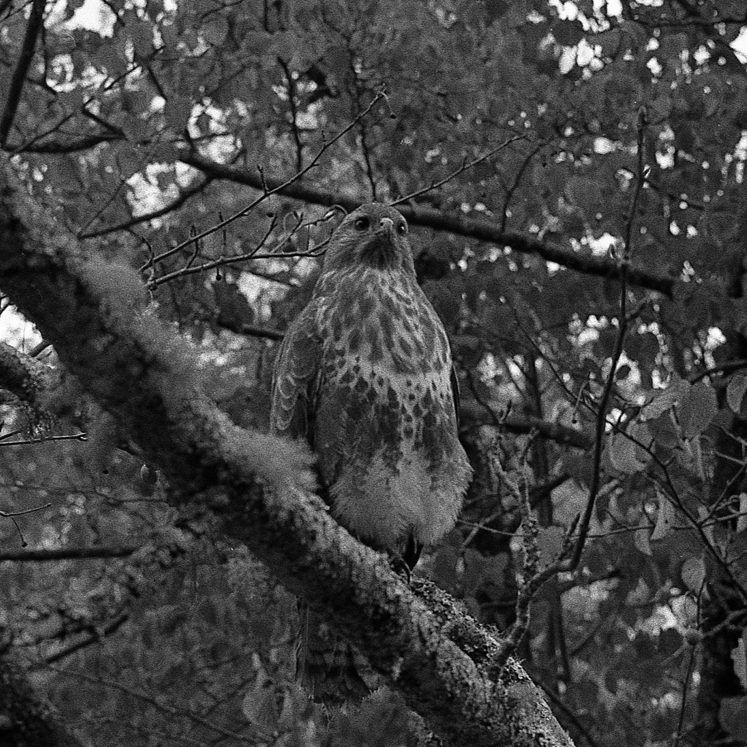 black and white night plant photography by james meredew