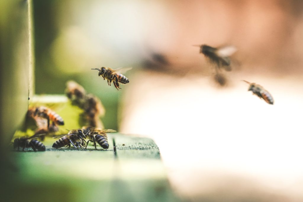 Bees entering a hive