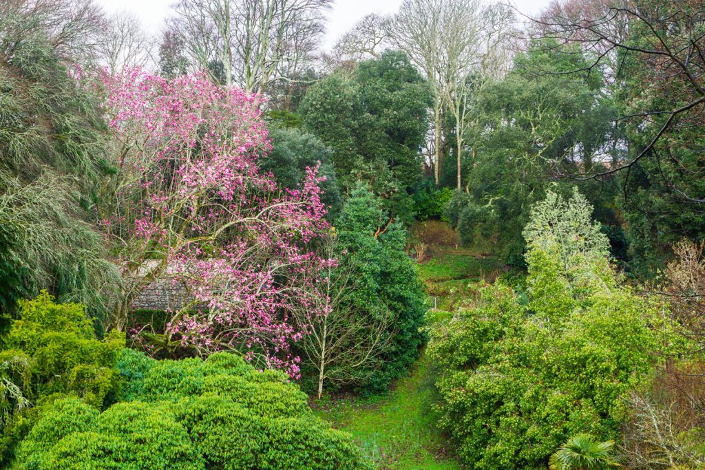 Trebah magnolia campbellii in flower