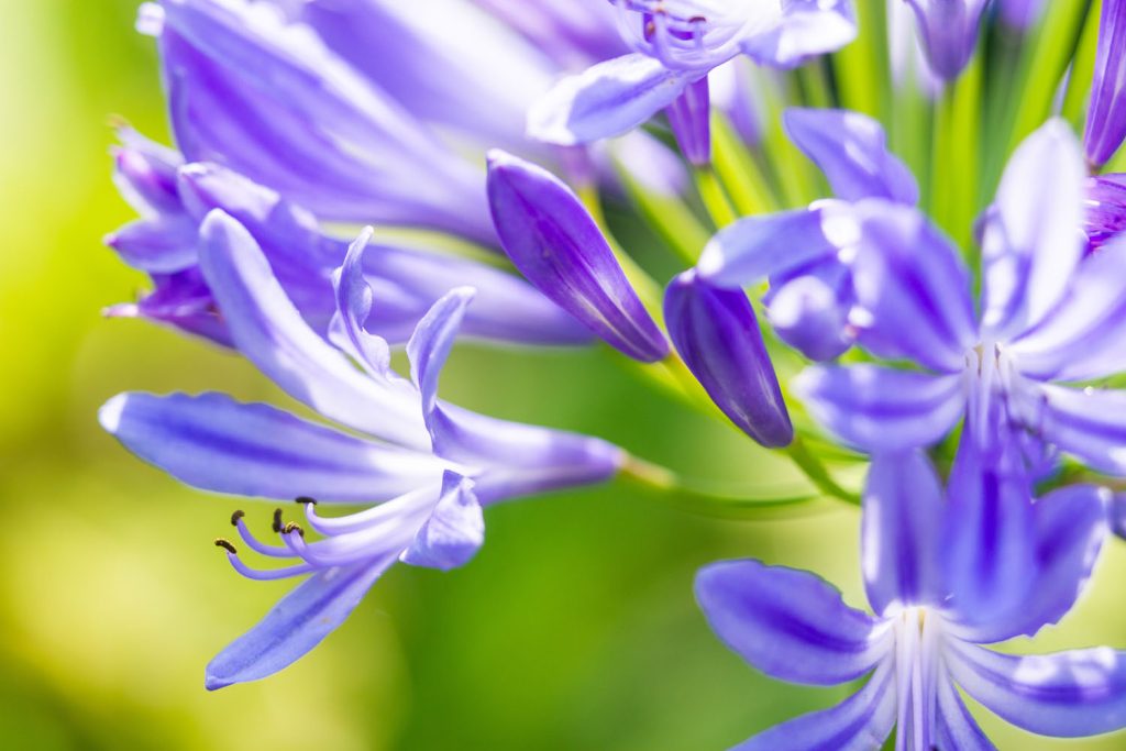 Agapanthus africanus