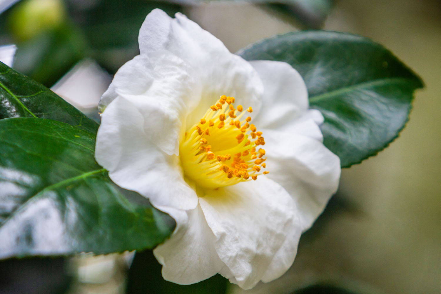 Trebah Garden in January