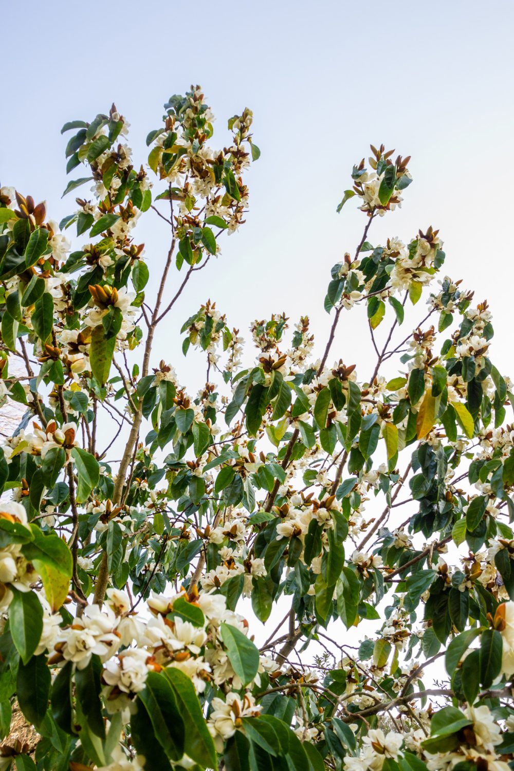 Magnolia doltsopa 'Silver Cloud' in flower