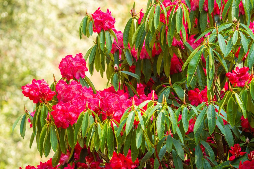 Rhododendron 'Glory of Penjerrick' flowers