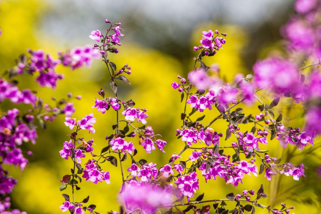 Australian mint bush