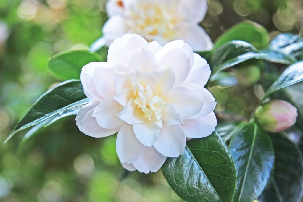 Camellia Marjorie Magnificent