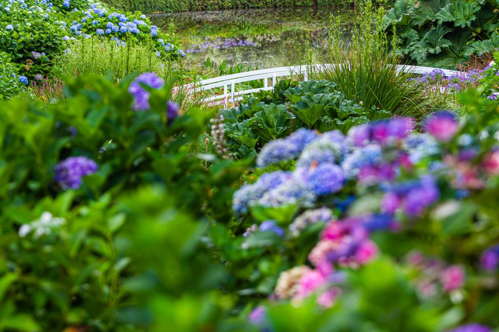 The bridge at trebah surrounded by colourful hydrangeas