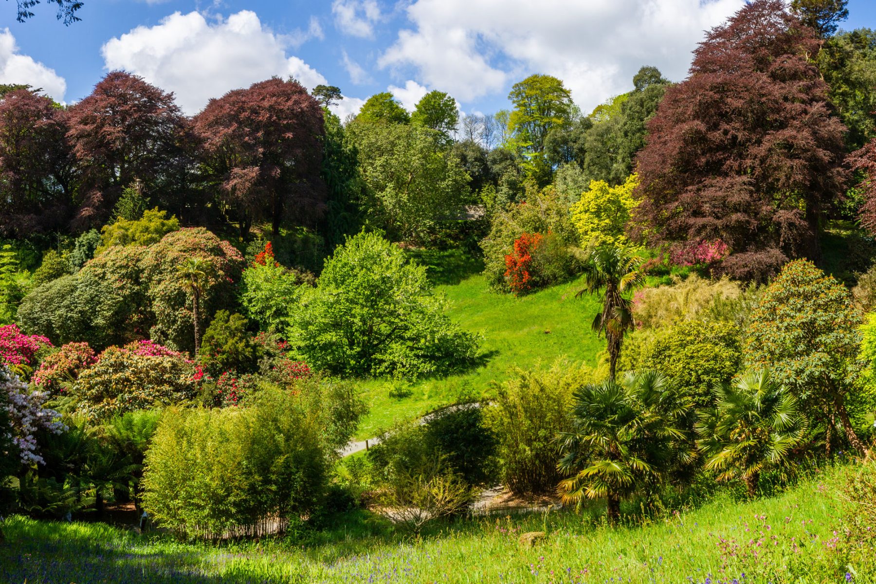 The Chilean Coomb in spring at Trebah