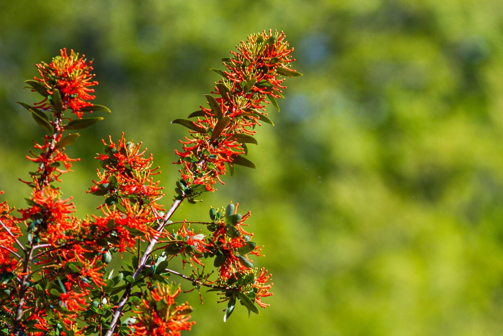 Embothrium coccineum