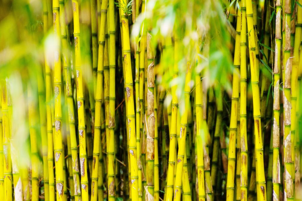 Chusquea bamboo