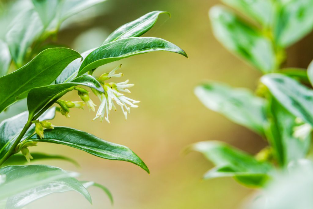 Sarcococca confusa