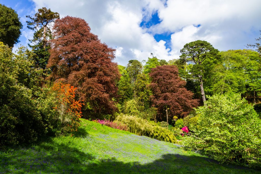 The Chilean Coomb at trebah in spring