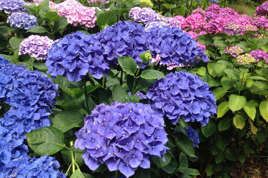 Pink, blue and purple hydrangeas at trebah