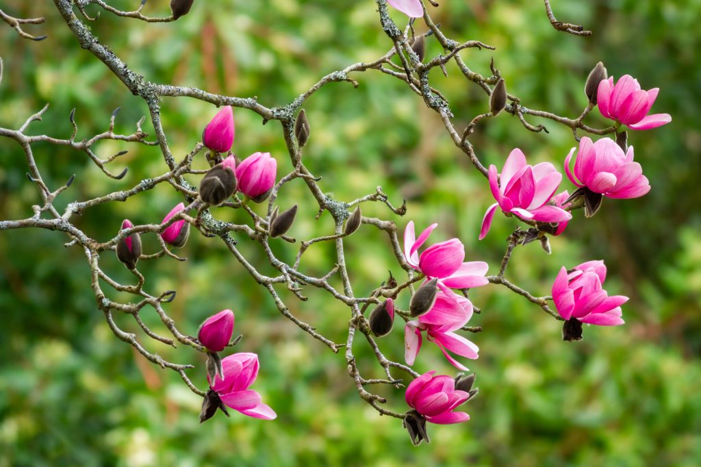 Trebah magnolia blooms