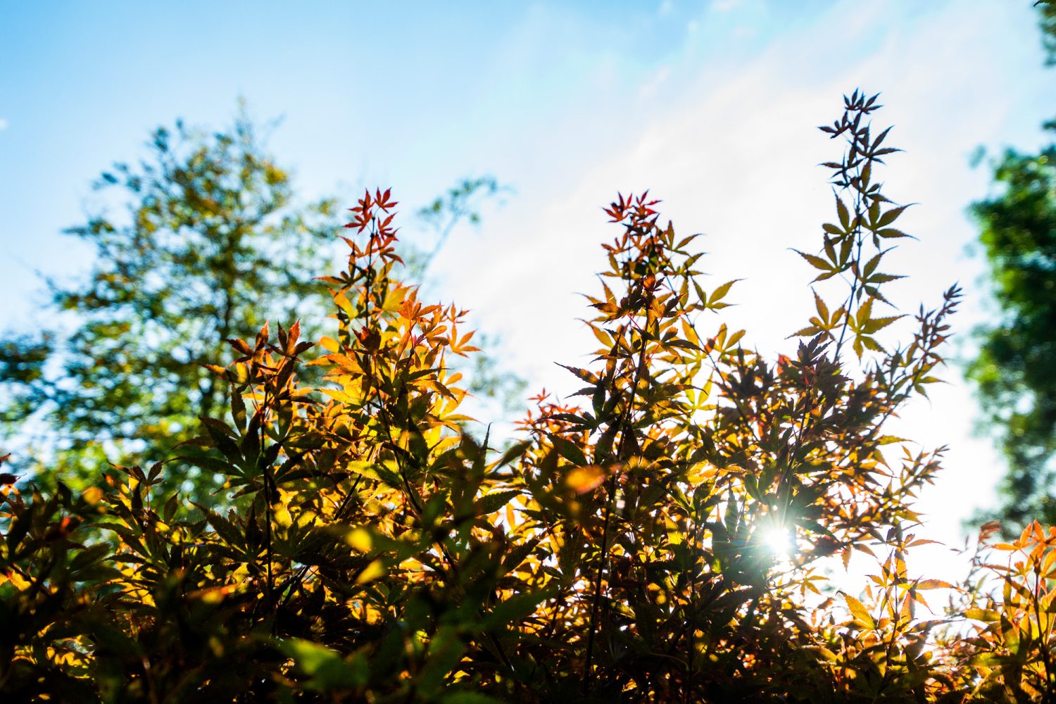 Sunlit red acer leaves against a blue sky