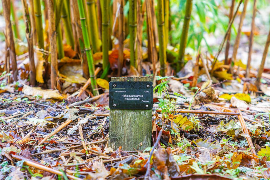 Trebah garden plant label for bamboo
