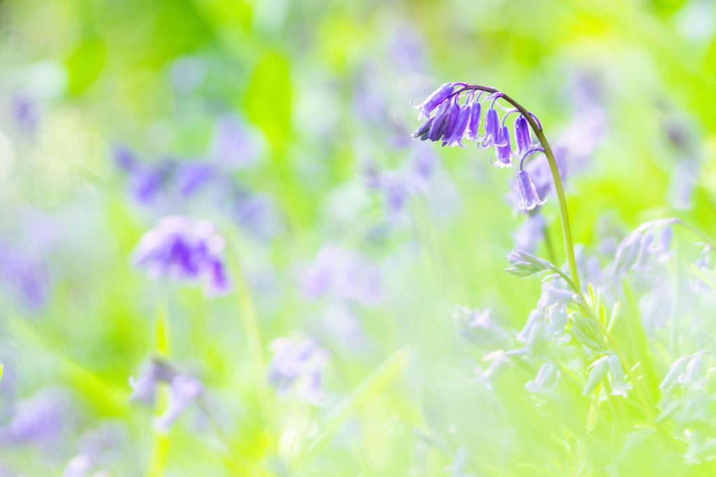 Bluebell flower