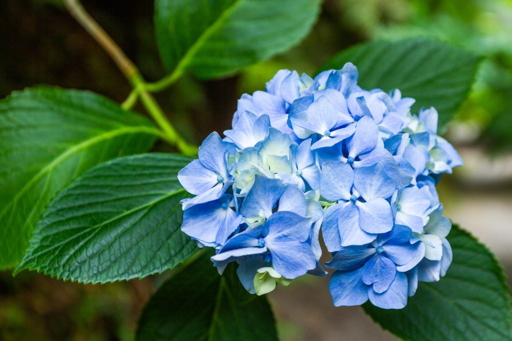 Trebah blue hydrangea