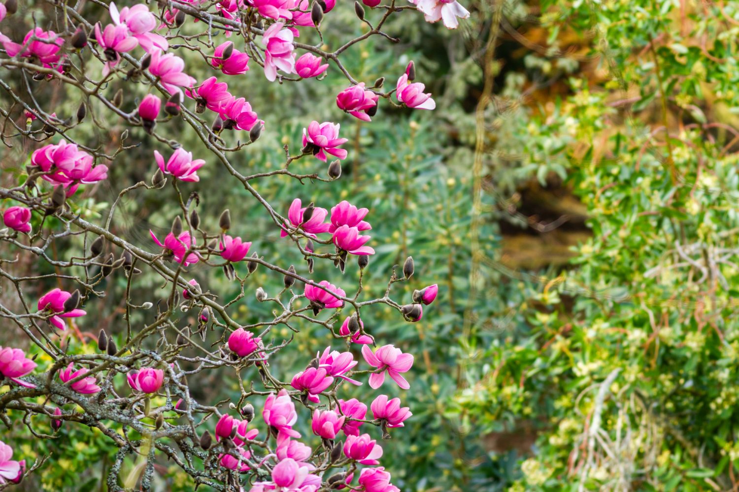Magnolia blooms at trebah