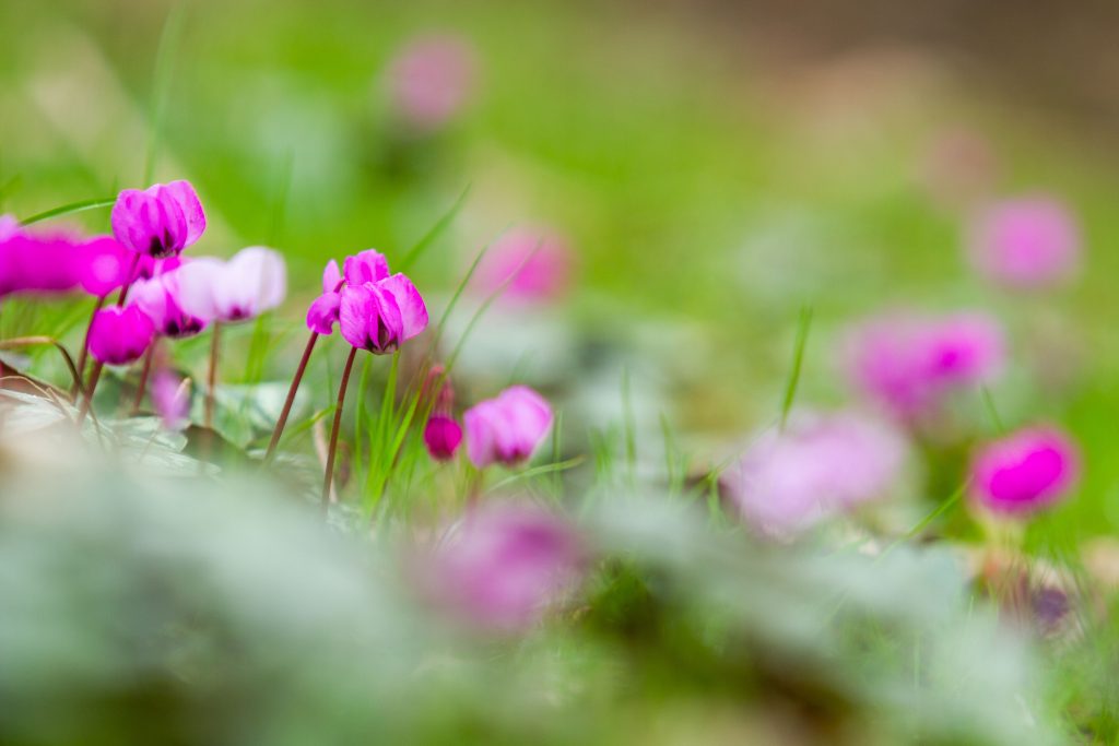 Cyclamen coum