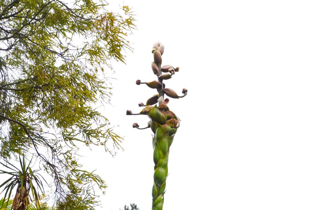 Agave starting to bloom