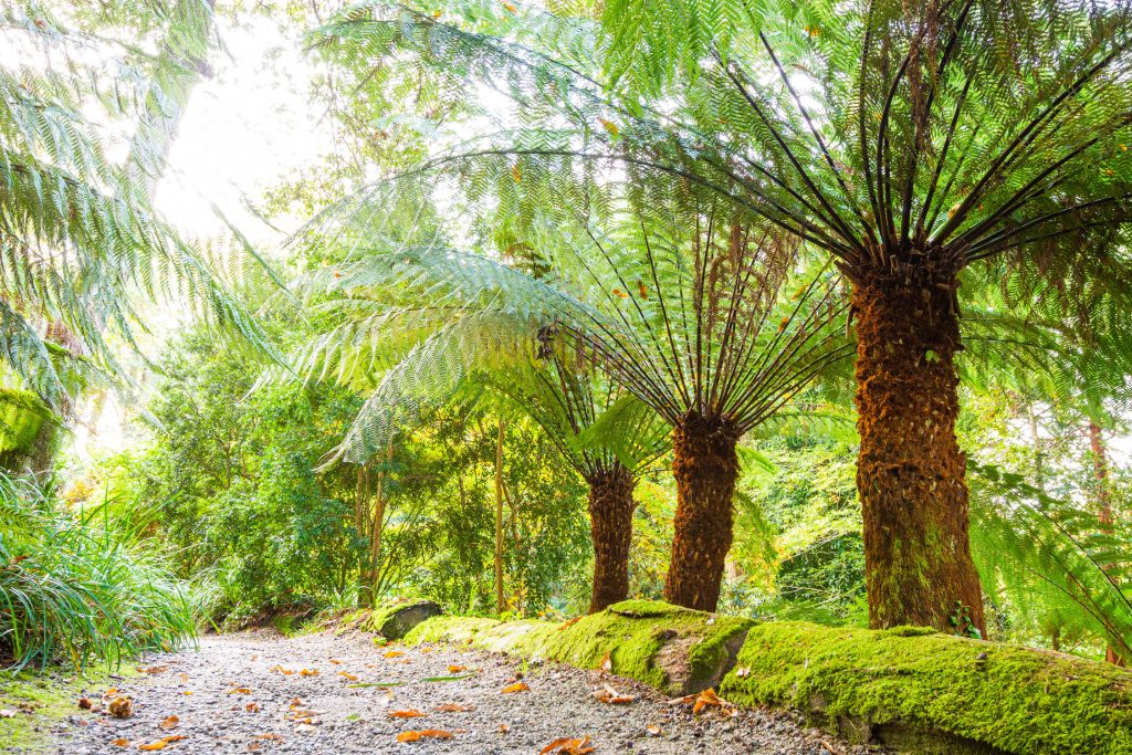 A row of Tree ferns along a path at Trebah