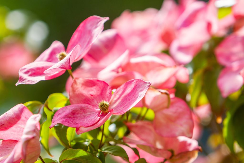 Pink Cornus flowers