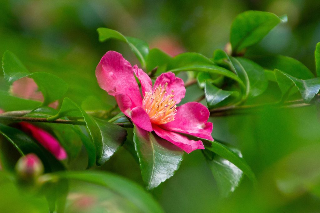 Camellia 'Crimson King'