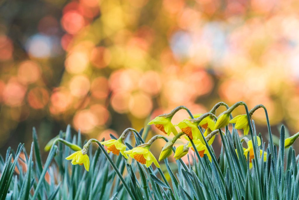 Daffodils in flower at trebah