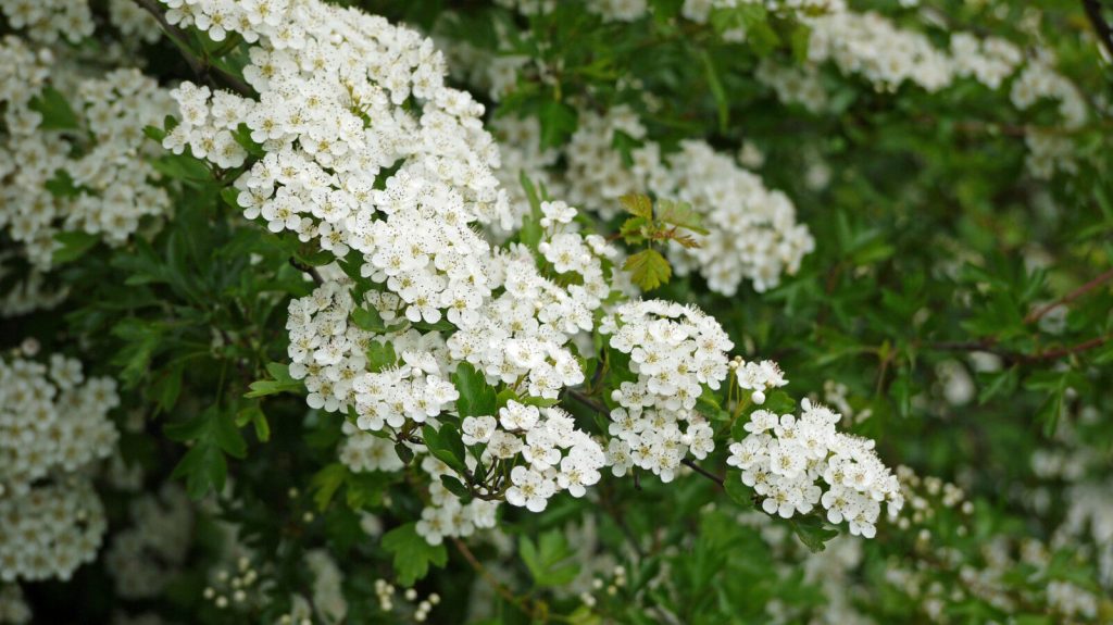 Hawthorne flowers
