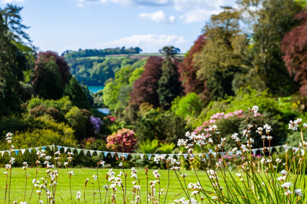 Libertia at the top of trebah valley