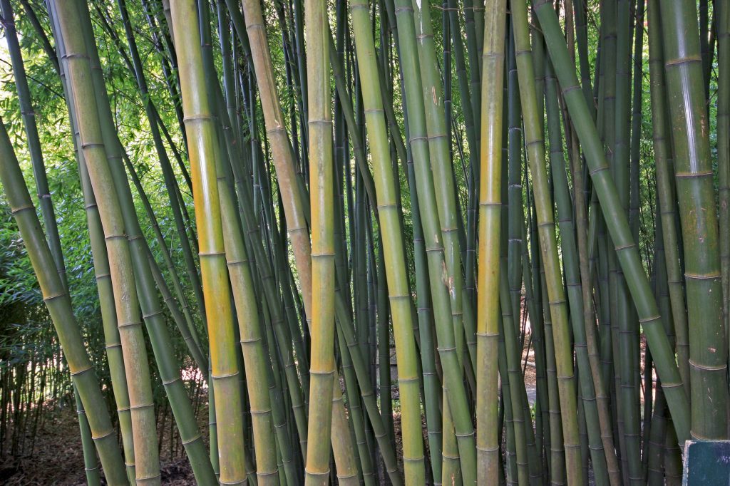 Bamboo at trebah