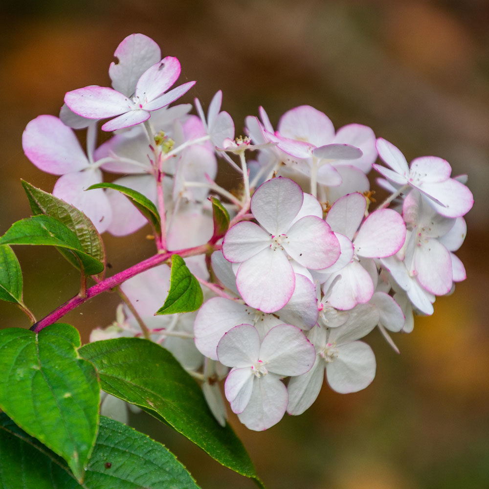 Hydrangea paniculata 'Vanille Fraise'